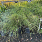 Breeze Dwarf Mat Rush