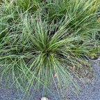 Breeze Dwarf Mat Rush