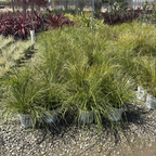 Breeze Dwarf Mat Rush