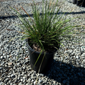Breeze Dwarf Mat Rush