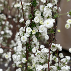 Bridal Wreath Spirea