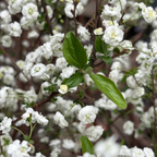 Bridal Wreath Spirea