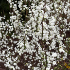 Bridal Wreath Spirea