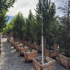 Bright 'N Tight Carolina Cherry Laurel