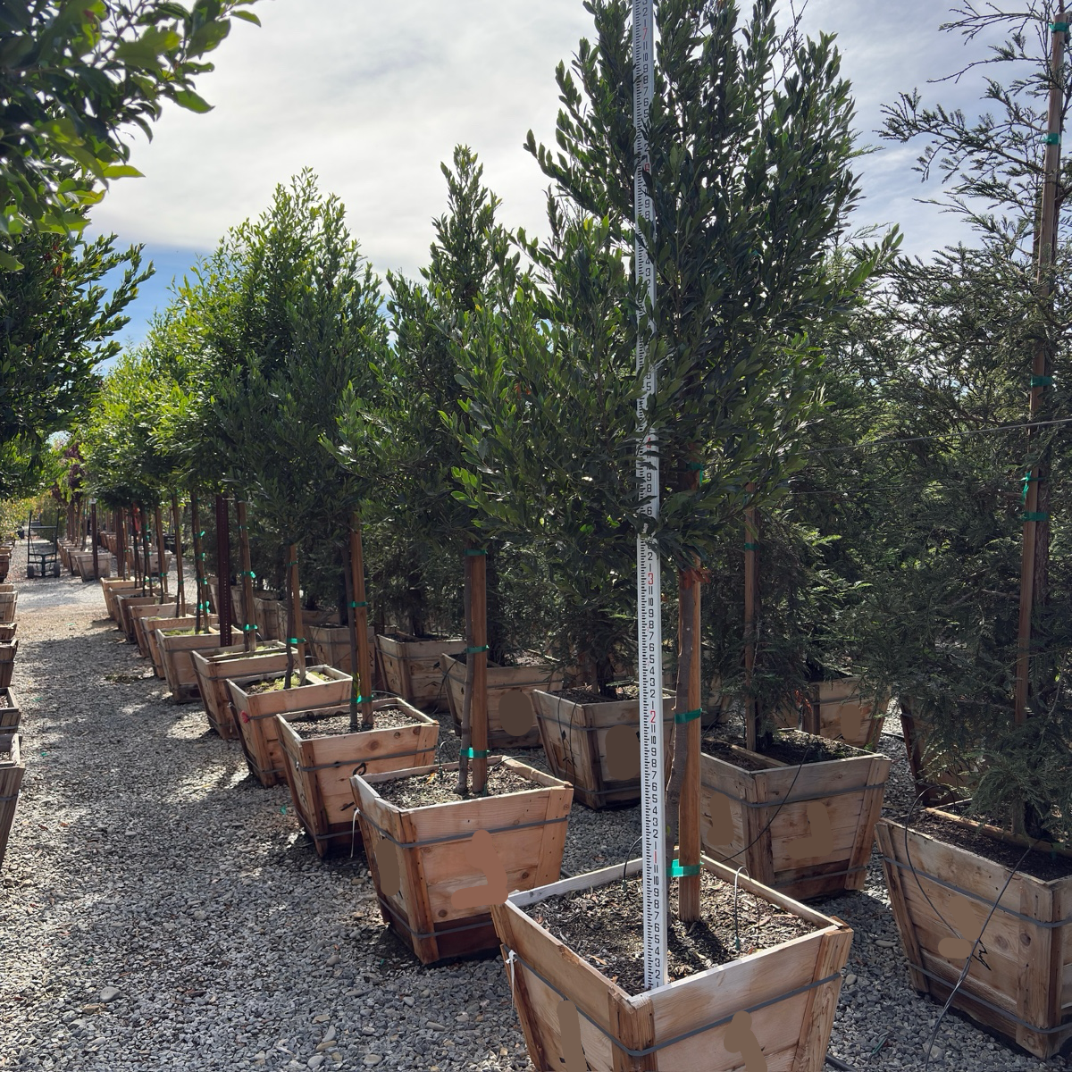Bright 'N Tight Carolina Cherry Laurel