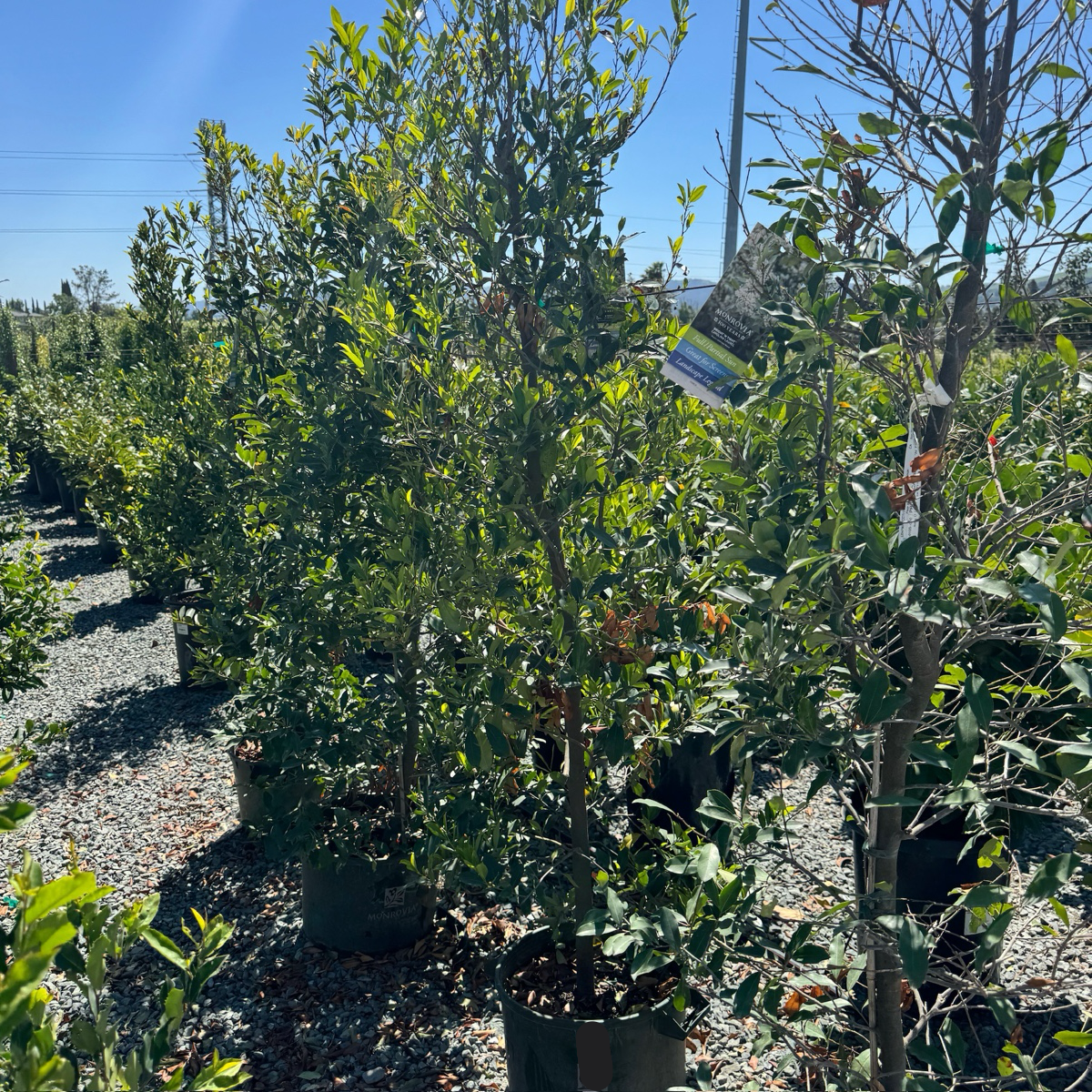 Bright 'N Tight Carolina Cherry Laurel