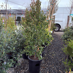 Bright 'N Tight Carolina Cherry Laurel