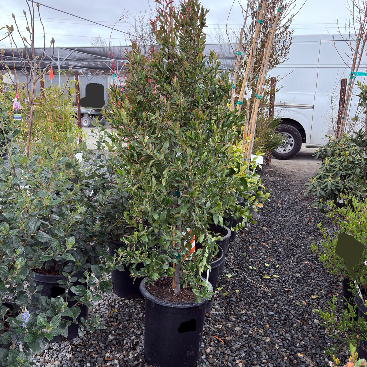 Bright 'N Tight Carolina Cherry Laurel