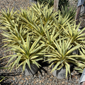 Bright Star Spanish Dagger
