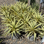 Bright Star Spanish Dagger