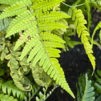 Close-up of Brilliance Autumn Fern leaves at victory nursery