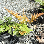 1 gallon size Potted Brilliance Autumn Fern (Dryopteris erythrosora ‘Brilliance’) plants on a gravel surface