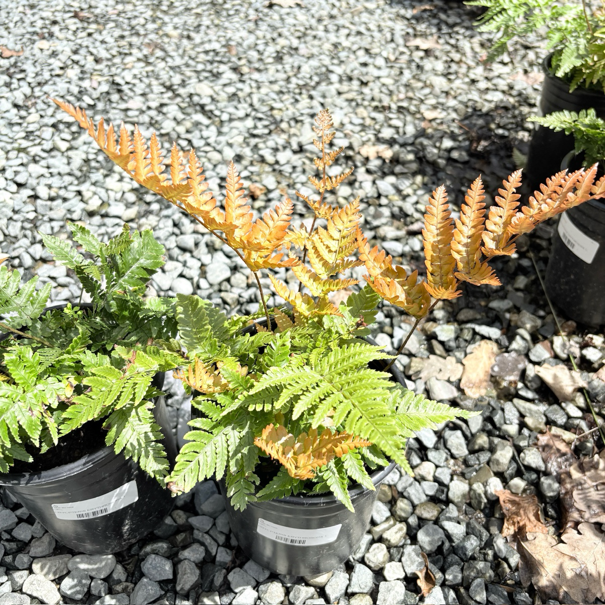 1 gallon size Potted Brilliance Autumn Fern (Dryopteris erythrosora ‘Brilliance’) plants on a gravel surface