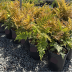  Row of potted Japanese Shield Fern plants in a garden setting