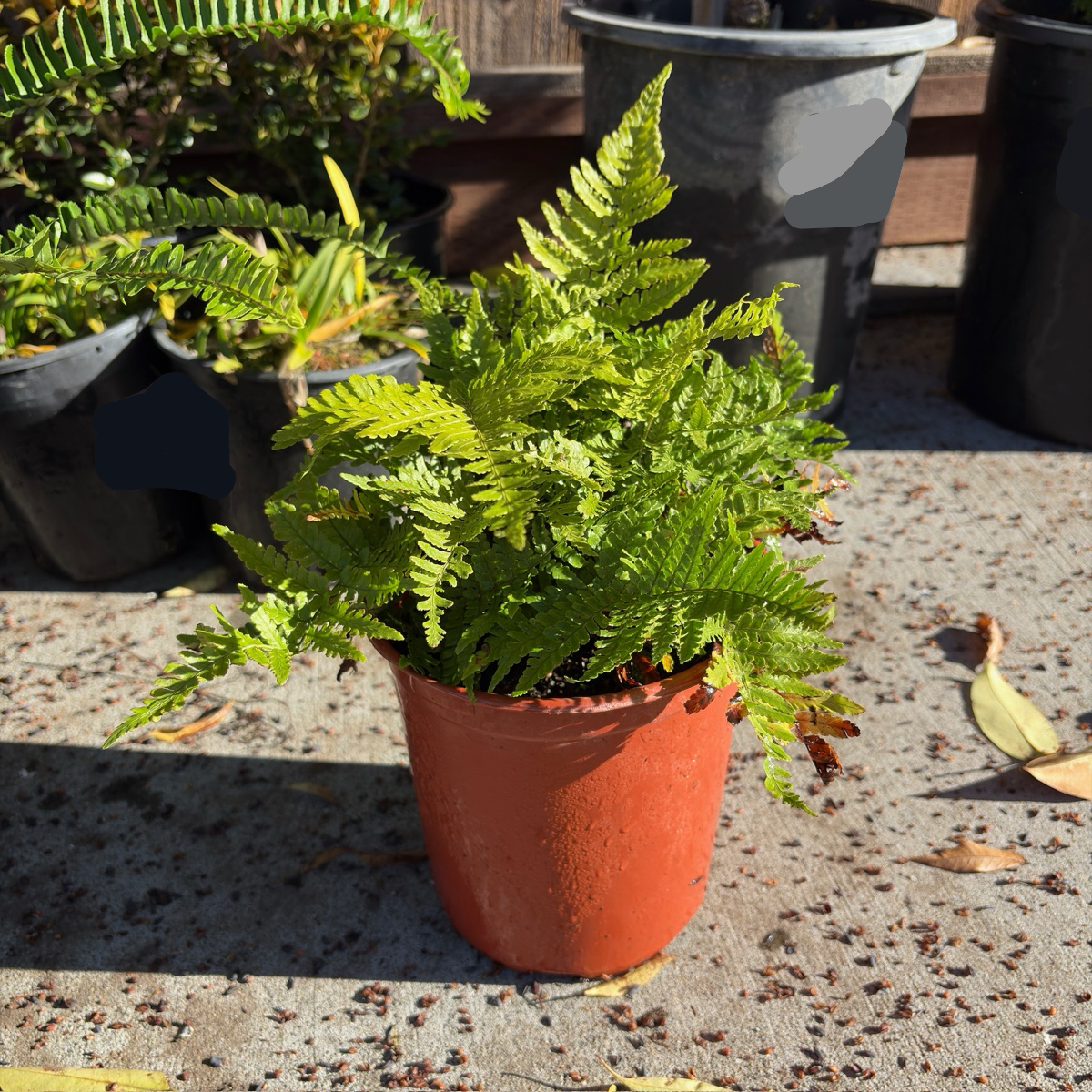 Brilliance Autumn Fern