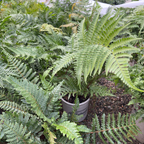 Brilliance Autumn Fern