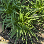 Brilliant Blue Lily of the NileGreen potted Brilliant Blue Lily of the Nile plant with long leaves on a gravel surface