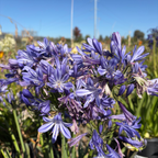 Brilliant Blue Lily of the NileClose-up of purple  Brilliant Blue Lily of the Nile flowers with a blurred natural background