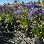 Brilliant Blue Lily of the NilePotted plants with purple Brilliant Blue Lily of the Nile flowers in a garden setting