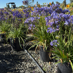 Brilliant Blue Lily of the NilePotted plants with purple Brilliant Blue Lily of the Nile flowers in a garden setting