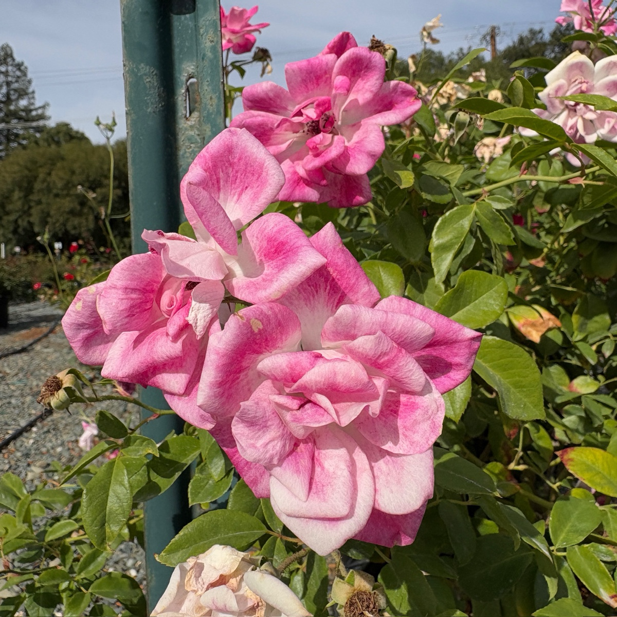 Brilliant Pink Iceberg Rose