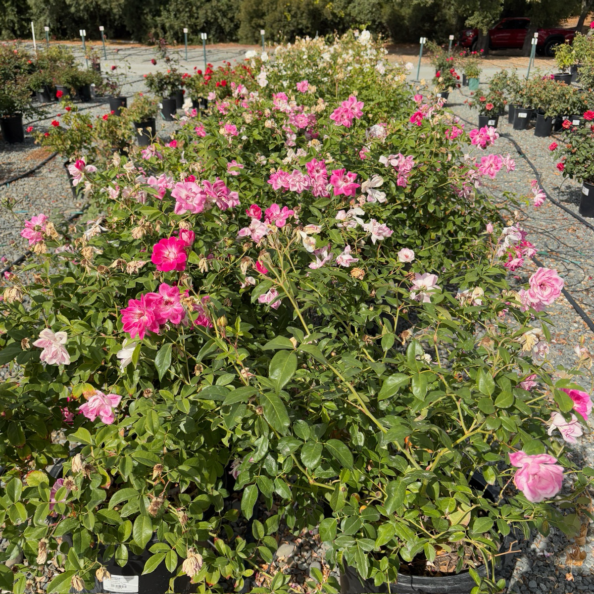 Brilliant Pink Iceberg Rose