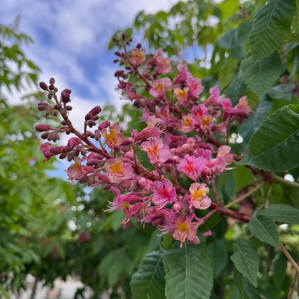 Briotii Red Horse Chestnut