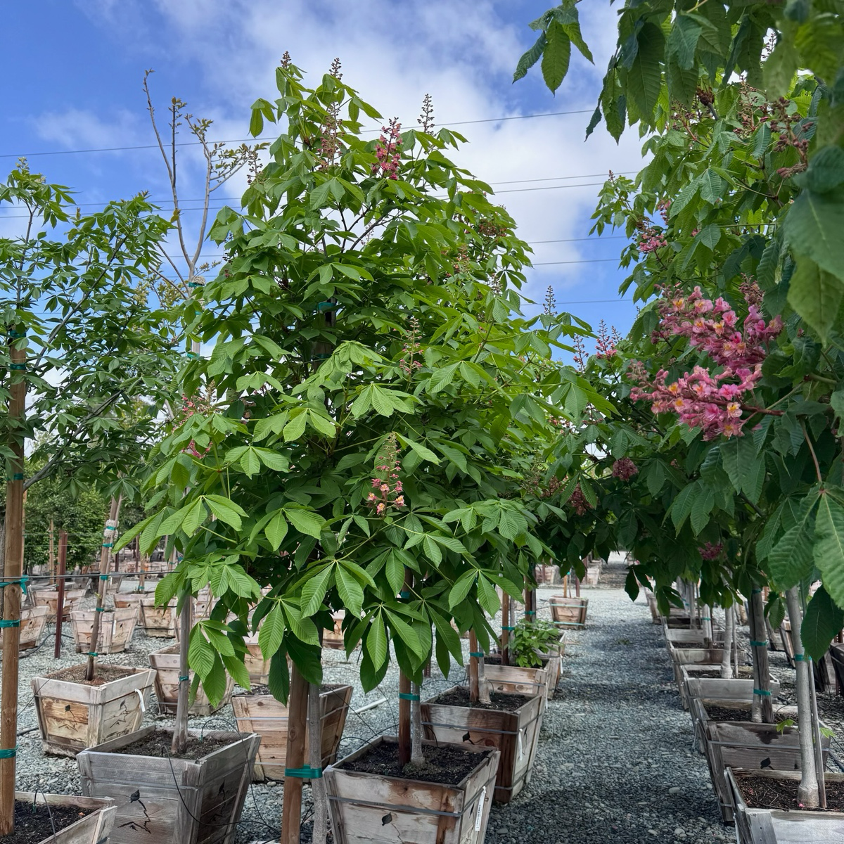 Briotii Red Horse Chestnut