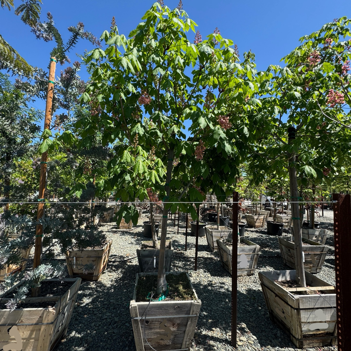 Briotii Red Horse Chestnut