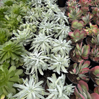 Britton's Dudleya