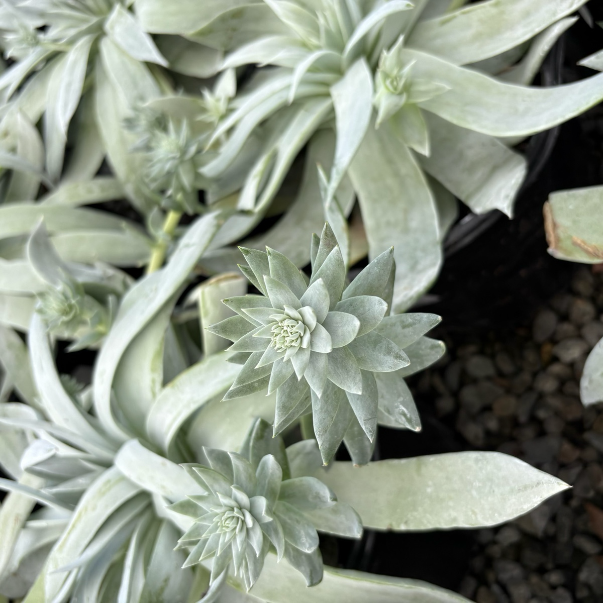 white flower succulent plant Giant Chalk Dudleya