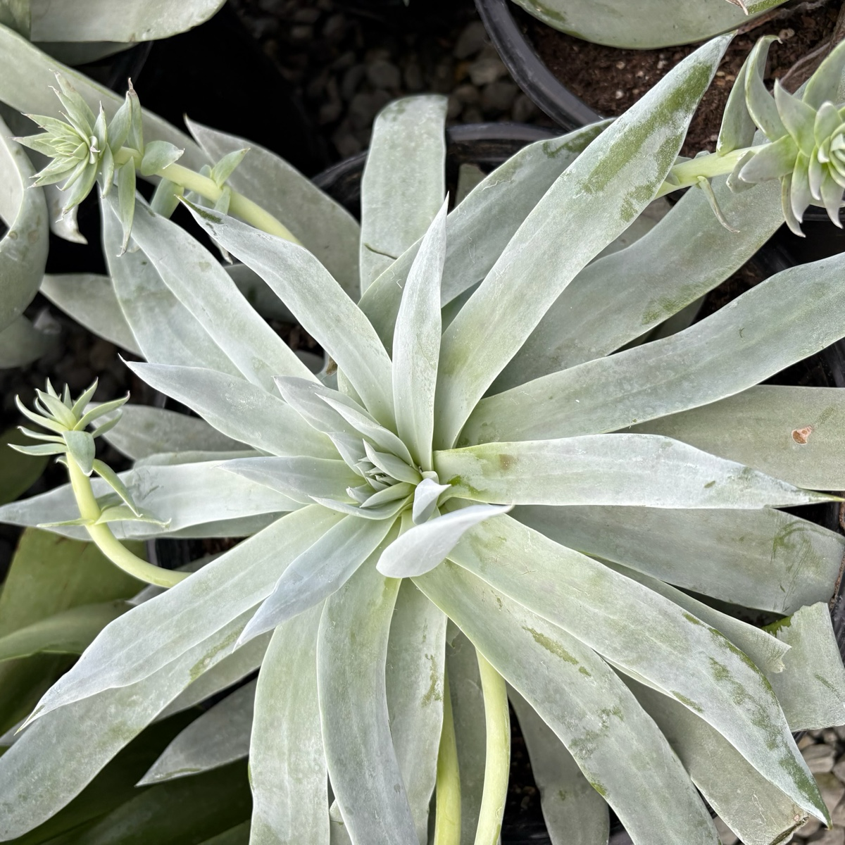 green succulent with white flowers Giant Chalk Dudleya