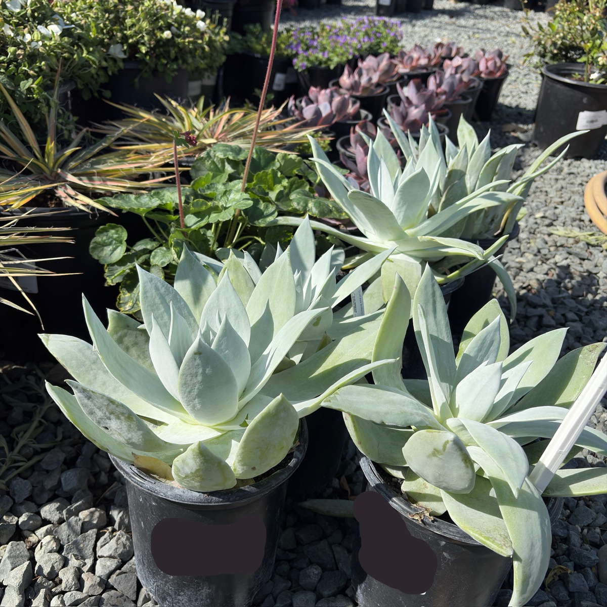 succulent powder Giant Chalk Dudleya