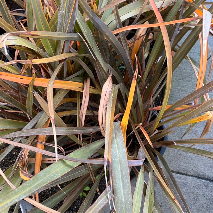 Bronze Baby New Zealand Flax