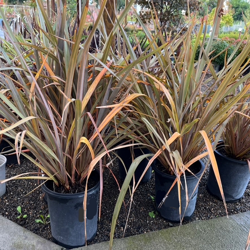 Bronze Baby New Zealand Flax | Compact Bronze-Red Foliage