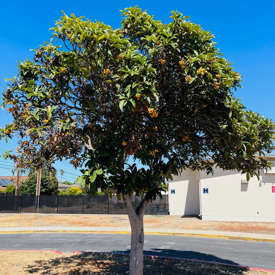 Bronze Loquat