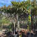 Bronze Loquat Tree