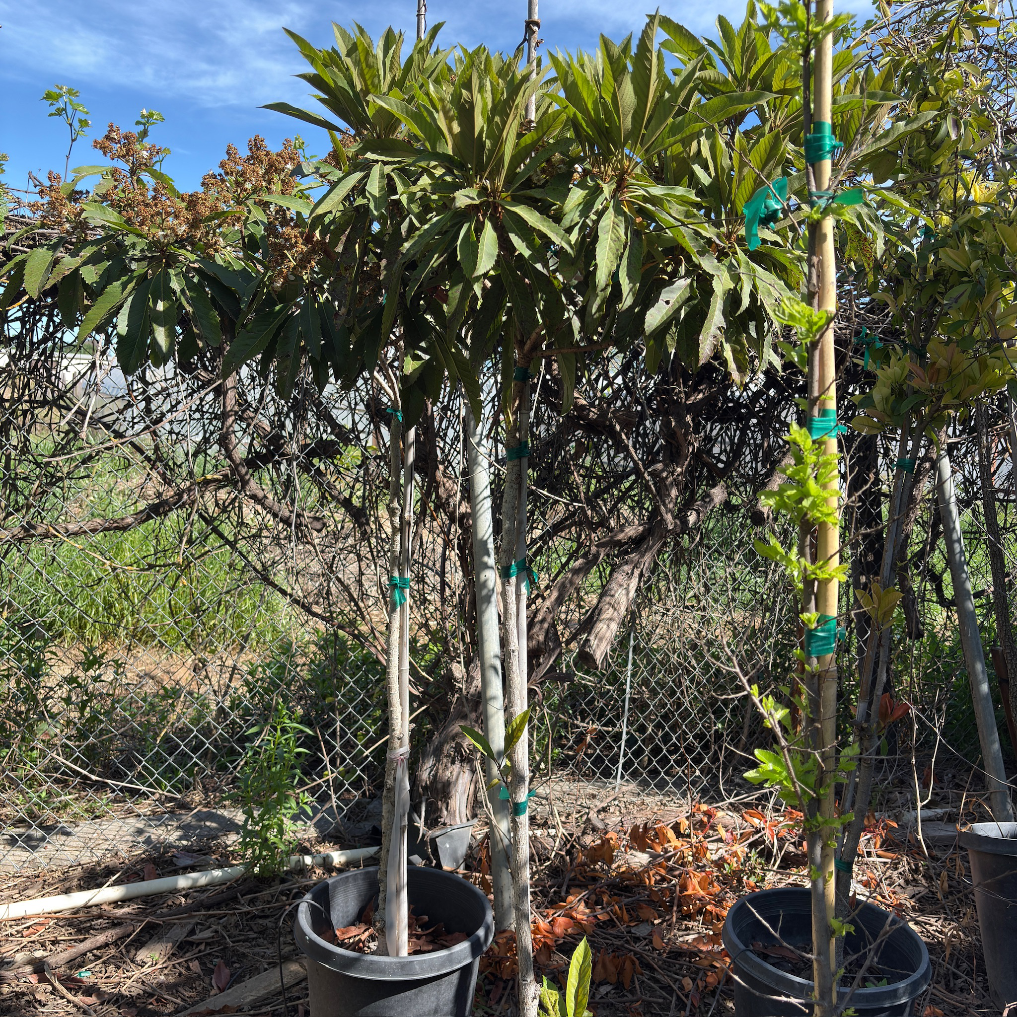 Bronze Loquat Tree