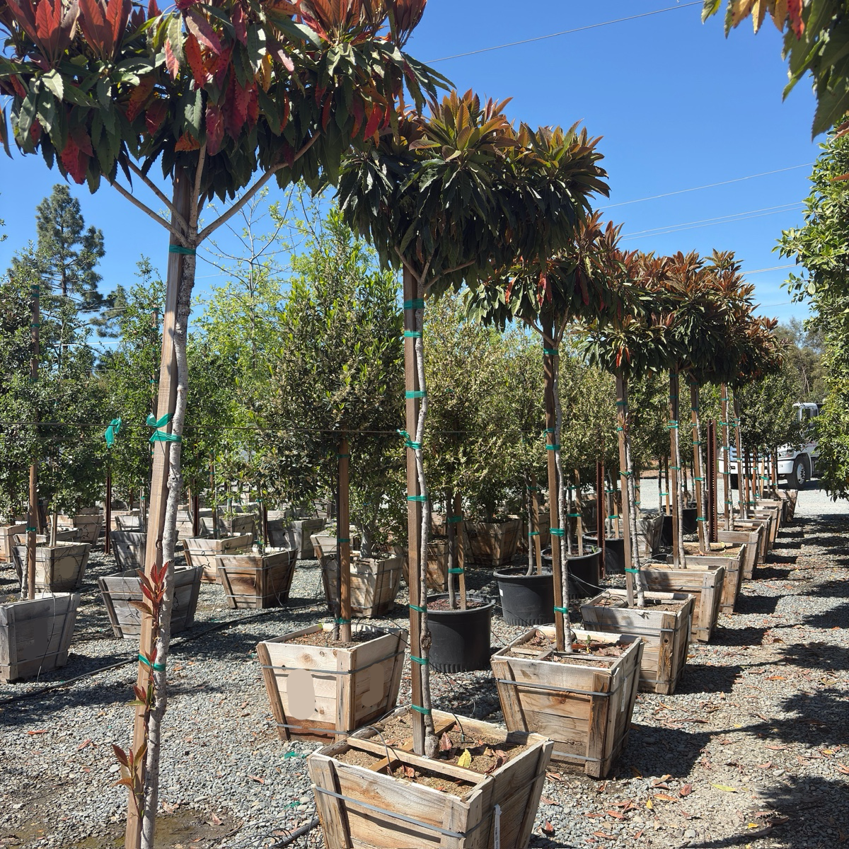 Bronze Loquat Tree