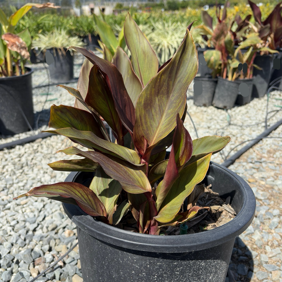 Bronze Scarlet Canna Lily