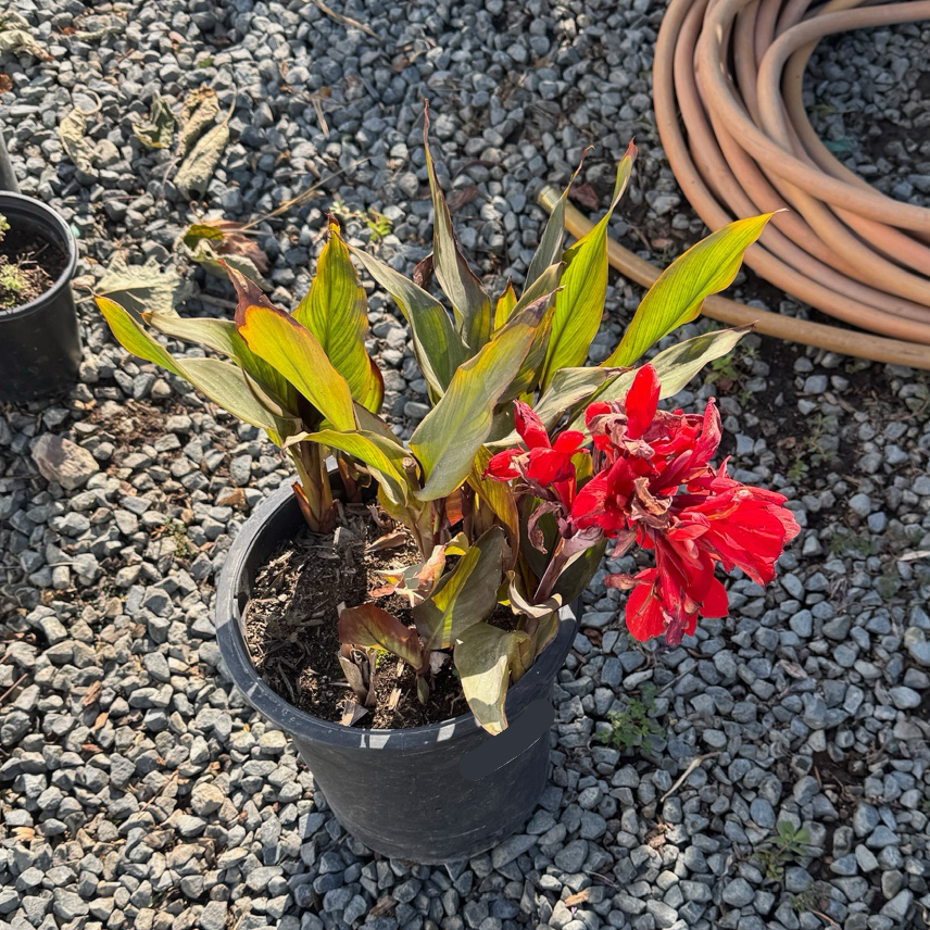Bronze Scarlet Canna Lily