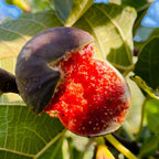 Brown Turkey Fig