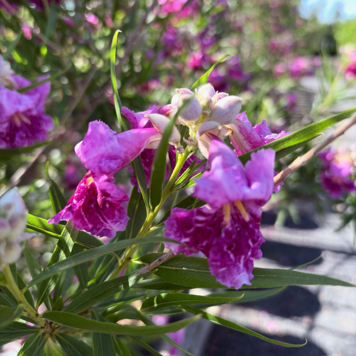 Bubba Desert Willow