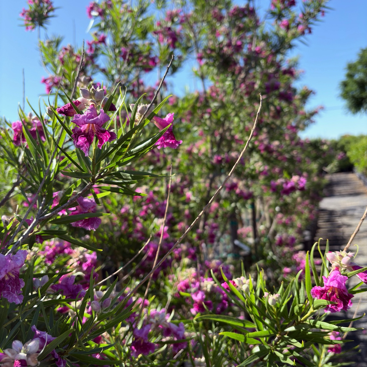 Bubba Desert Willow