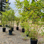 Buddha’s Belly Bamboo