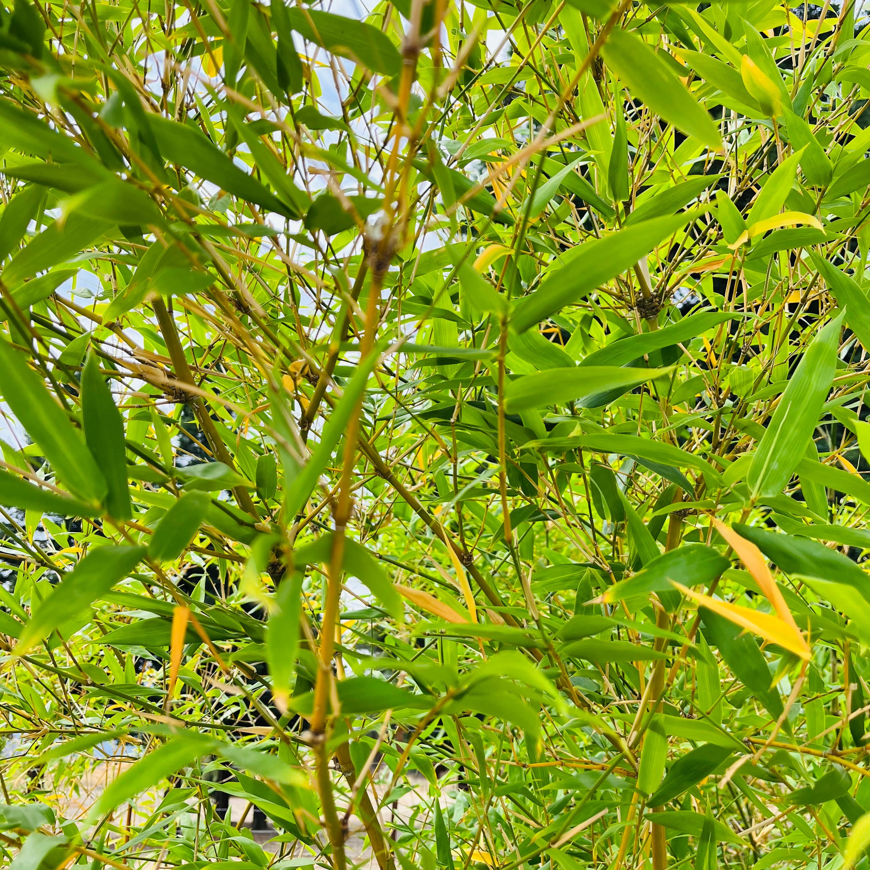 Buddha’s Belly Bamboo