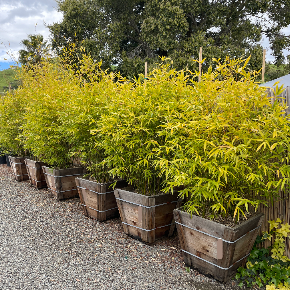 planting clumping bamboo in pots Buddha's Belly Bamboo