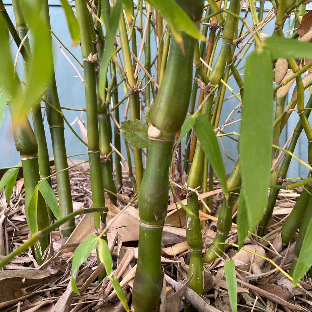 Buddha’s Belly Bamboo