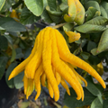 Buddha's Hand Citron
