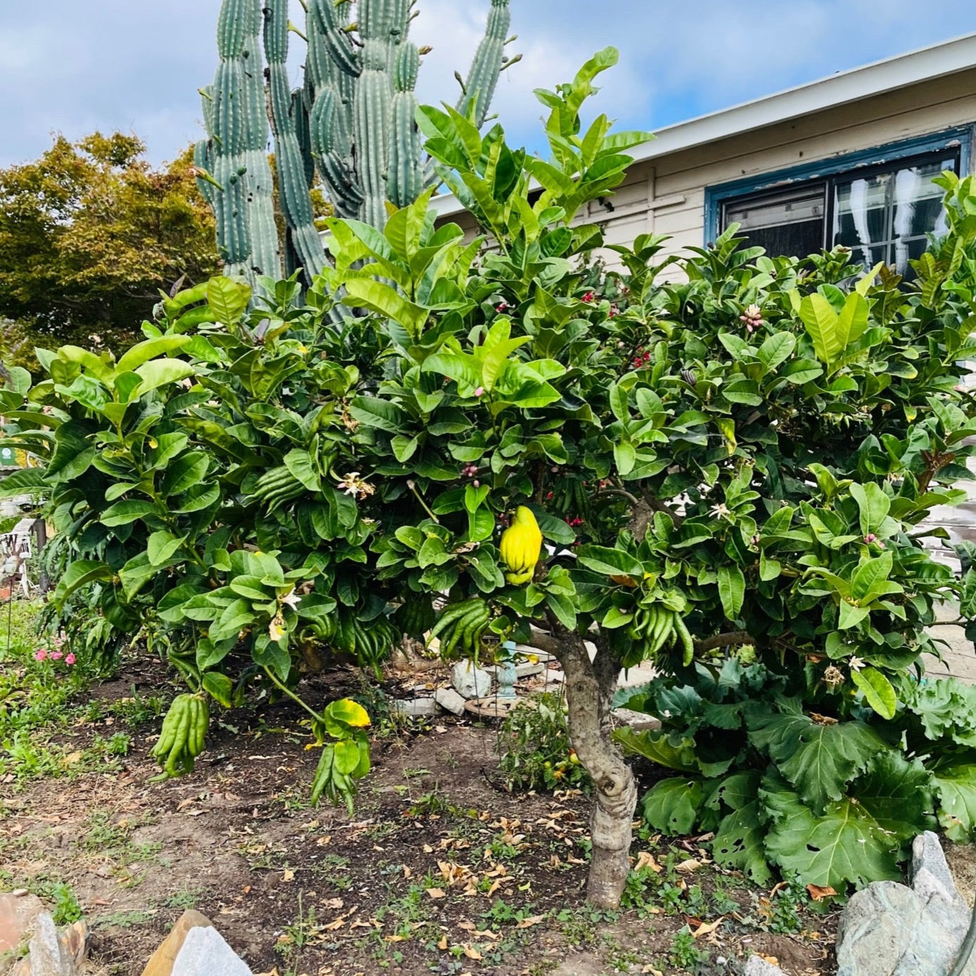 Buddha's Hand Citron